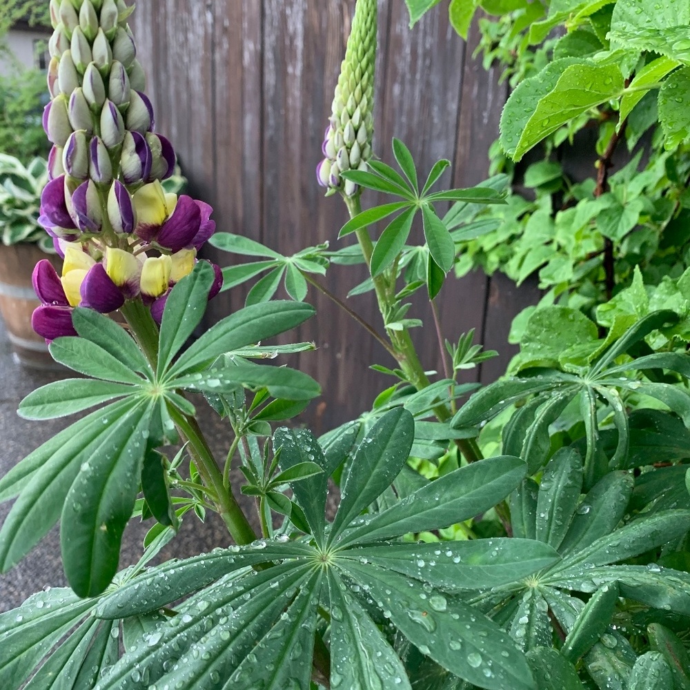 Meet your Posher, Ary